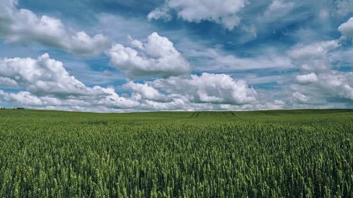 Field of wheat